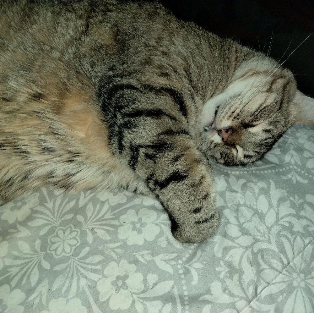 Meet your Posher, Bea